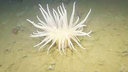 Image of rough-skinned sea anemone