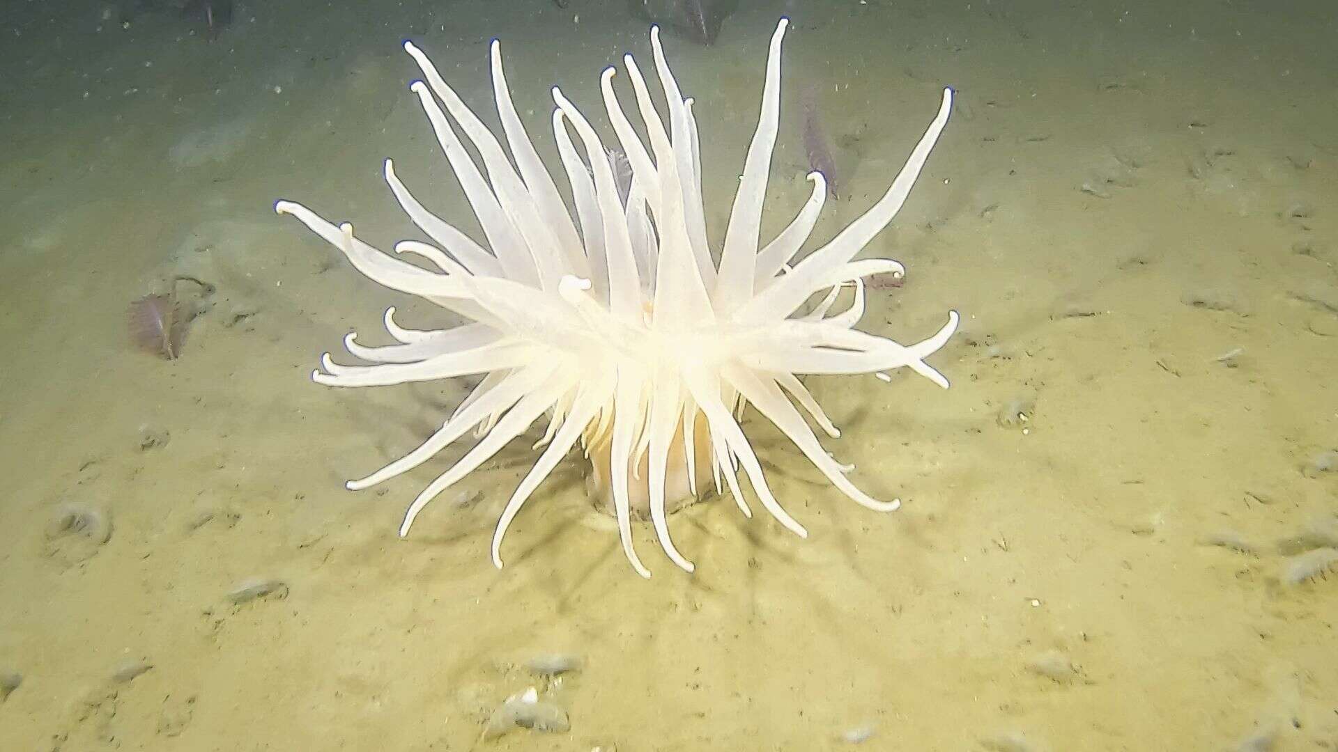 Image of rough-skinned sea anemone