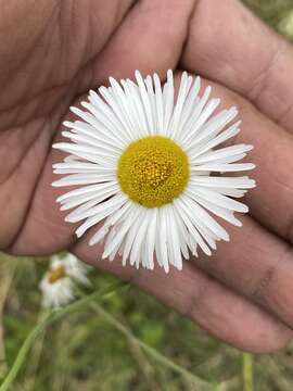 Image of Erigeron delphinifolius Willd.