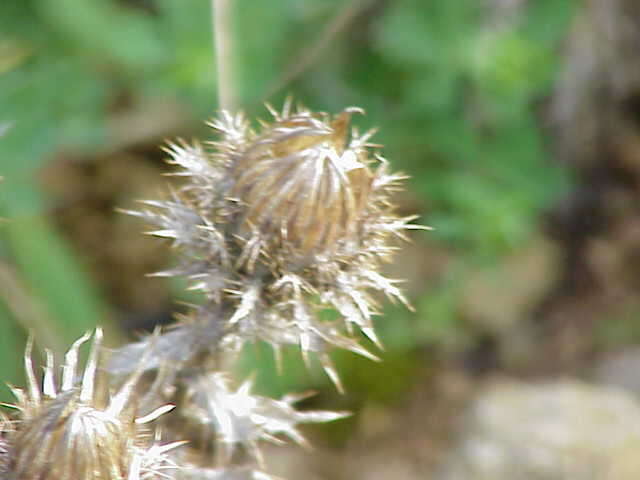 Image of carline thistle