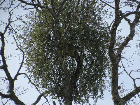 Image of Christmas mistletoe