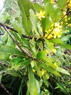 Image de Campylospermum anceps (Baker) H. Perrier