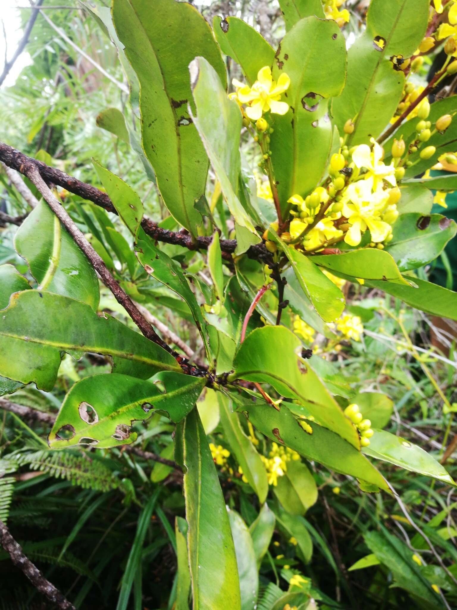 Image de Campylospermum anceps (Baker) H. Perrier