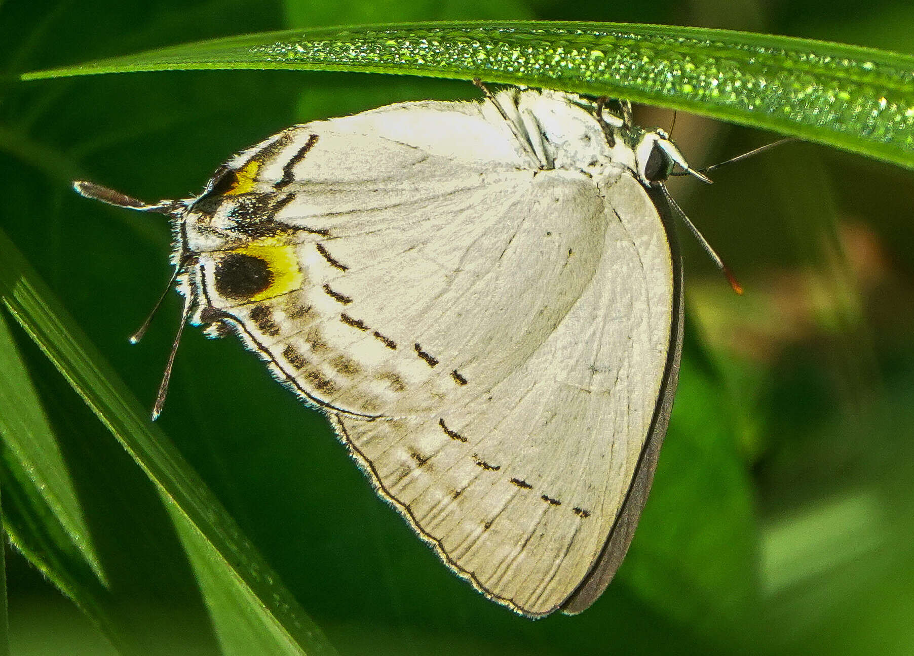 Imagem de Tajuria cippus maxentius Fruhstorfer 1912