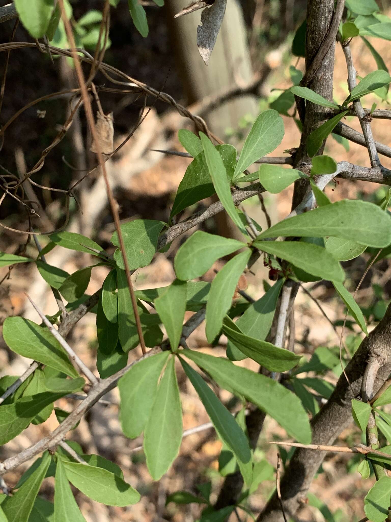 Image of Gymnosporia maranguensis (Loes.) Loes.