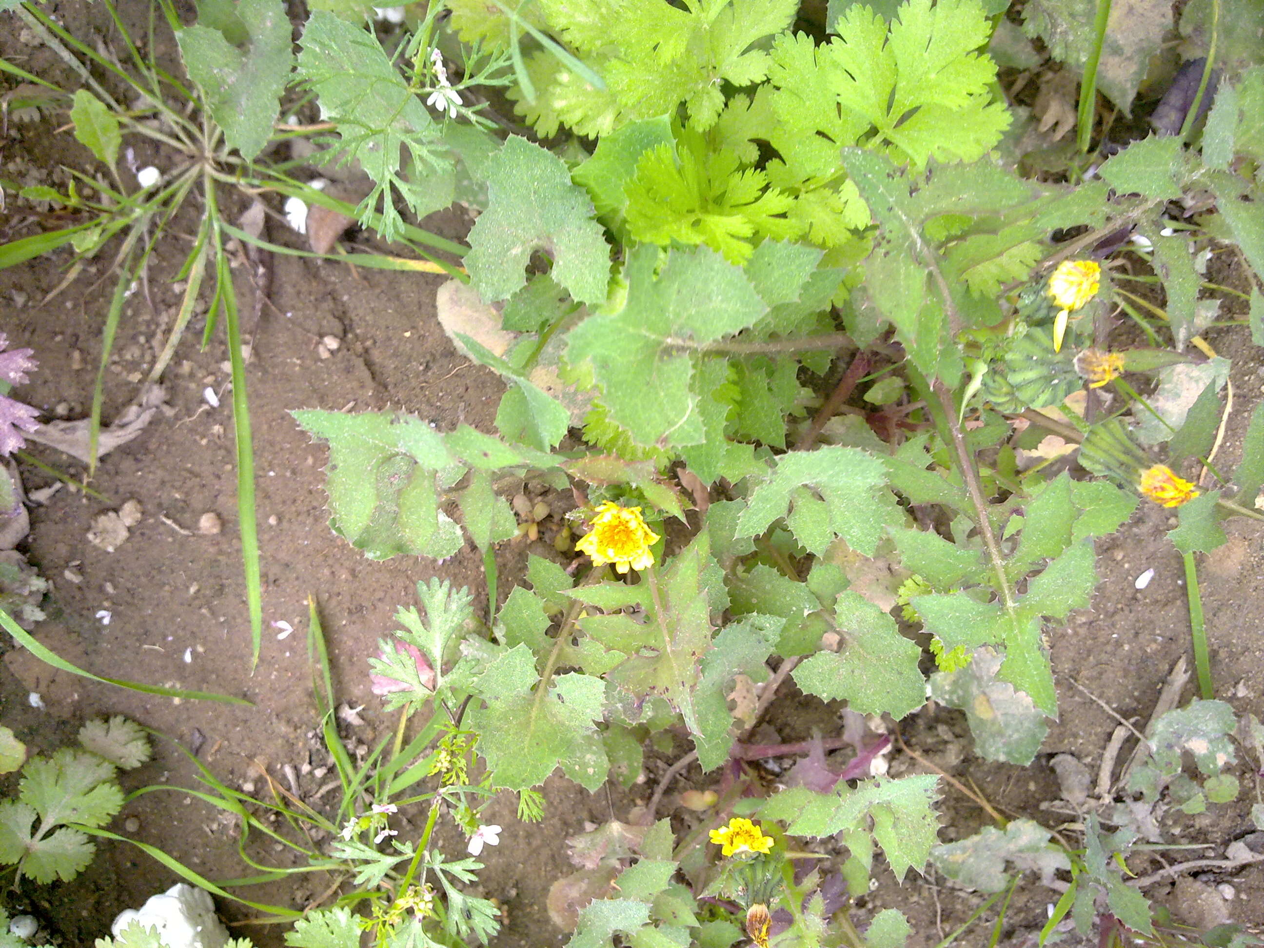 Слика од Sonchus asper (L.) Hill