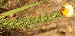 Image of Monkey-tail everlasting