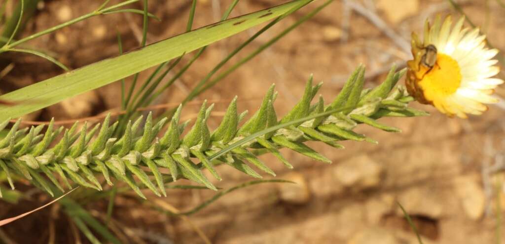 Слика од Helichrysum herbaceum (Andr.) Sw.