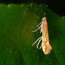 Image de Phyllonorycter leucographella (Zeller 1850)