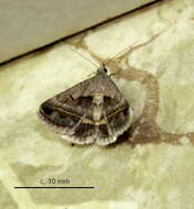 Image of Acantholipes trimeni Felder 1874