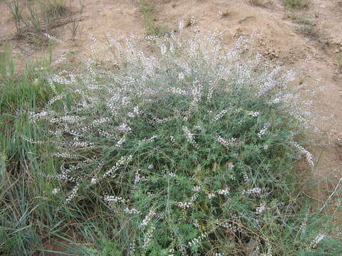 Image of Astragalus melilotoides Pall.