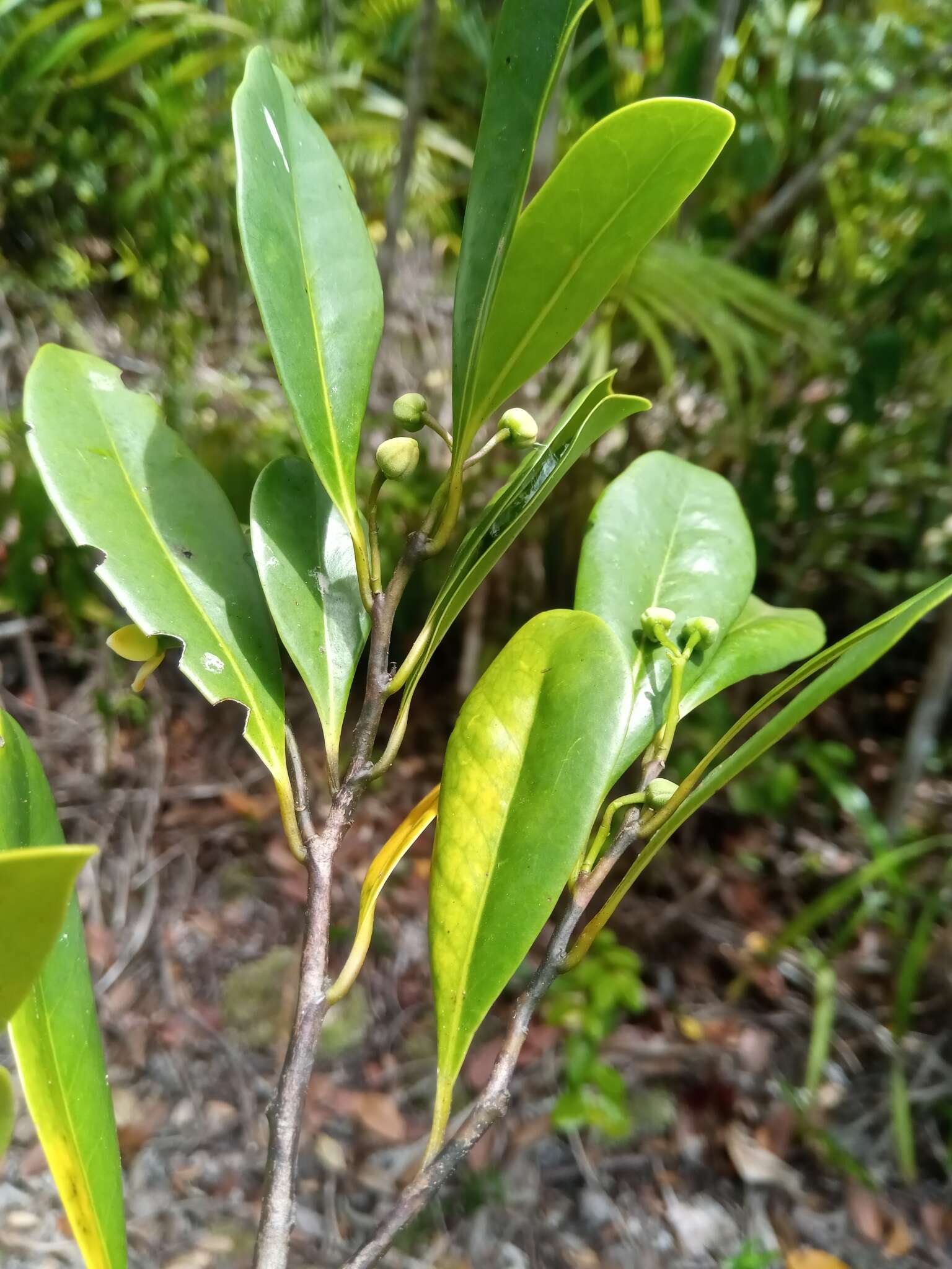 Image of Ambavia gerrardii (Baill.) Le Thomas