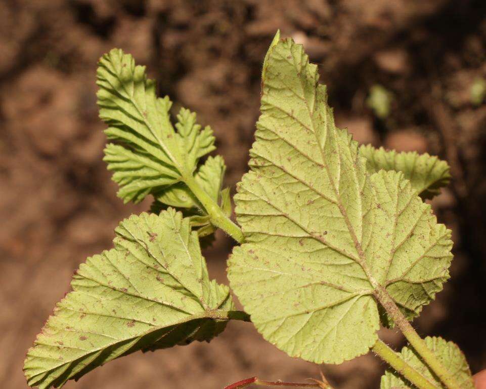 Image of Pelargonium dispar N. E. Br.