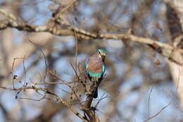 Imagem de Coracias benghalensis (Linnaeus 1758)