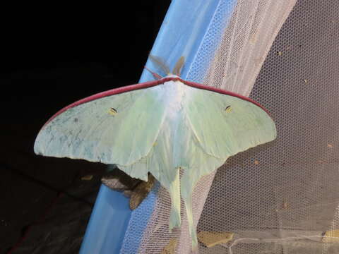 Image of Actias artemis (Bremer & Grey 1853)