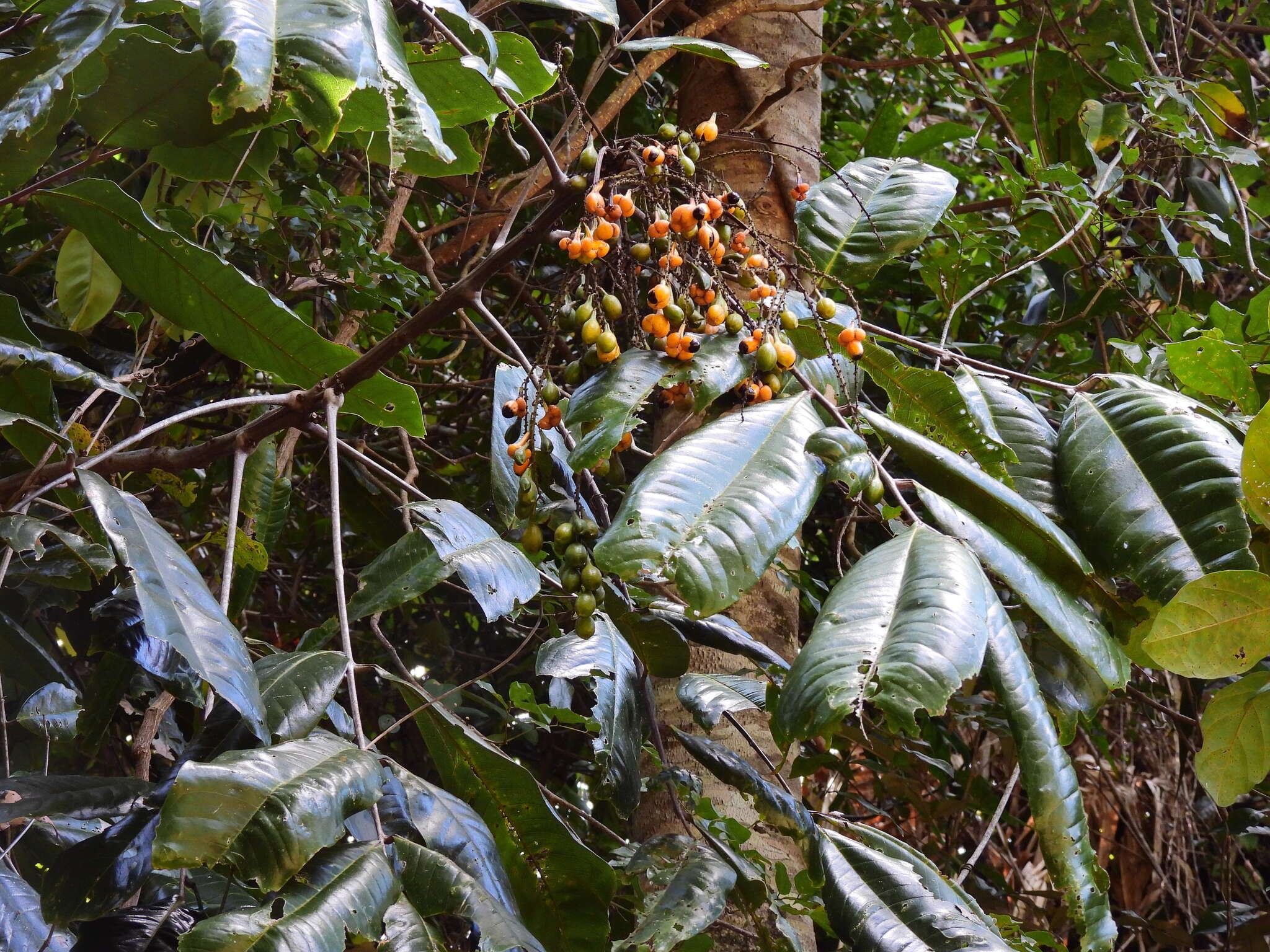 Слика од Mischocarpus grandissimus (F. Müll.) Rad Ik.