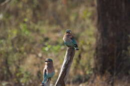 Image of Indian Roller