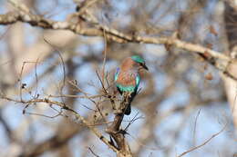 Image of Indian Roller