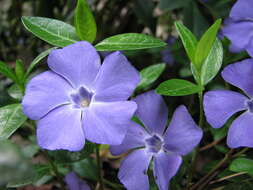 Image of Common Periwinkle