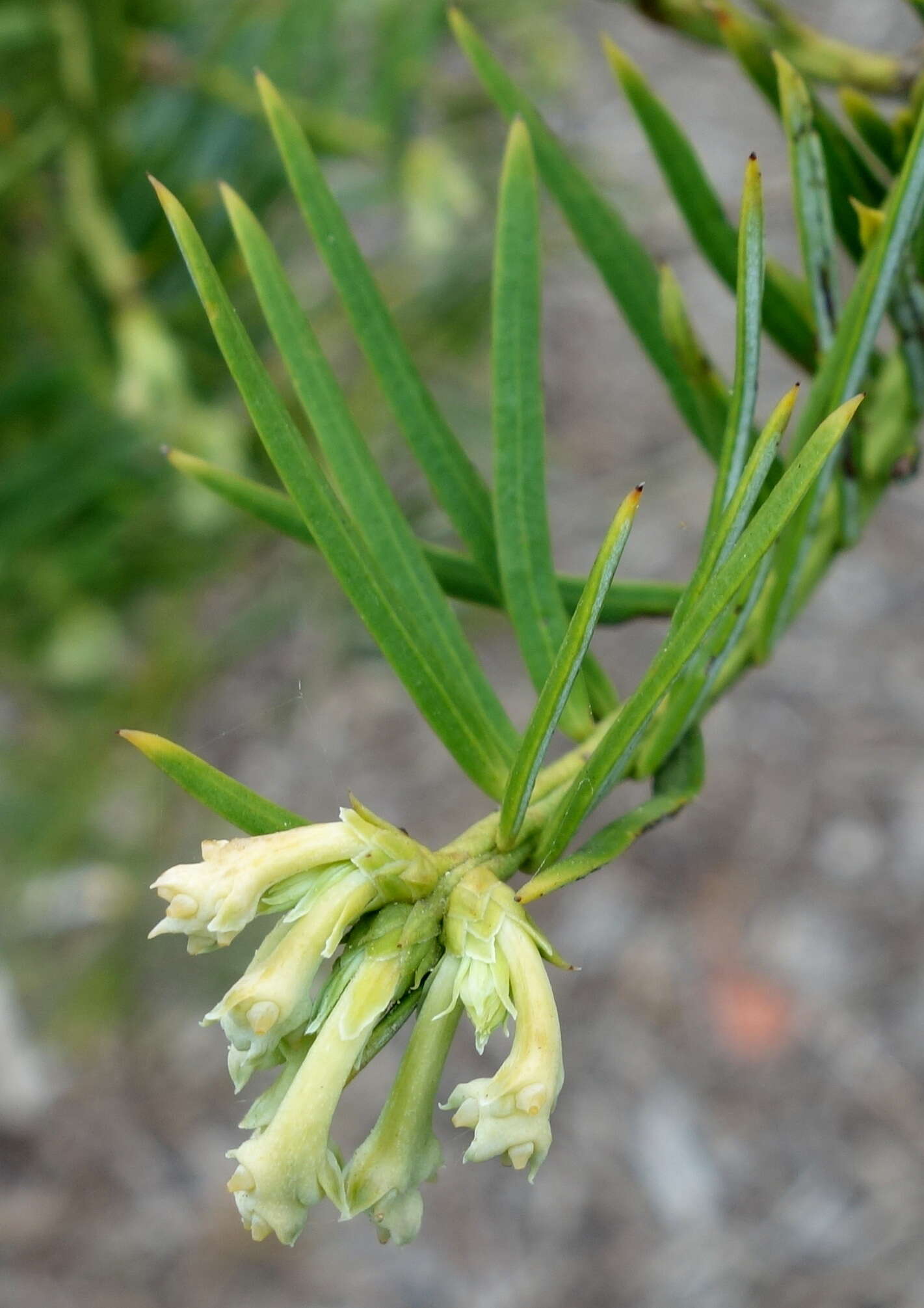 Sivun Cephalotaxus sinensis (Rehd. & E. H. Wilson) H. L. Li kuva