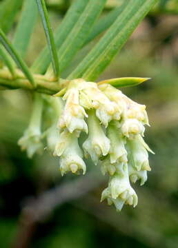 Cephalotaxus sinensis (Rehd. & E. H. Wilson) H. L. Li resmi