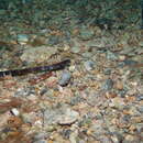 Image of Cocks-comb pipefish