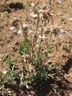 Sivun Ipomopsis spicata subsp. tridactyla (Rydb.) D. Wilken & R. L. Hartman kuva