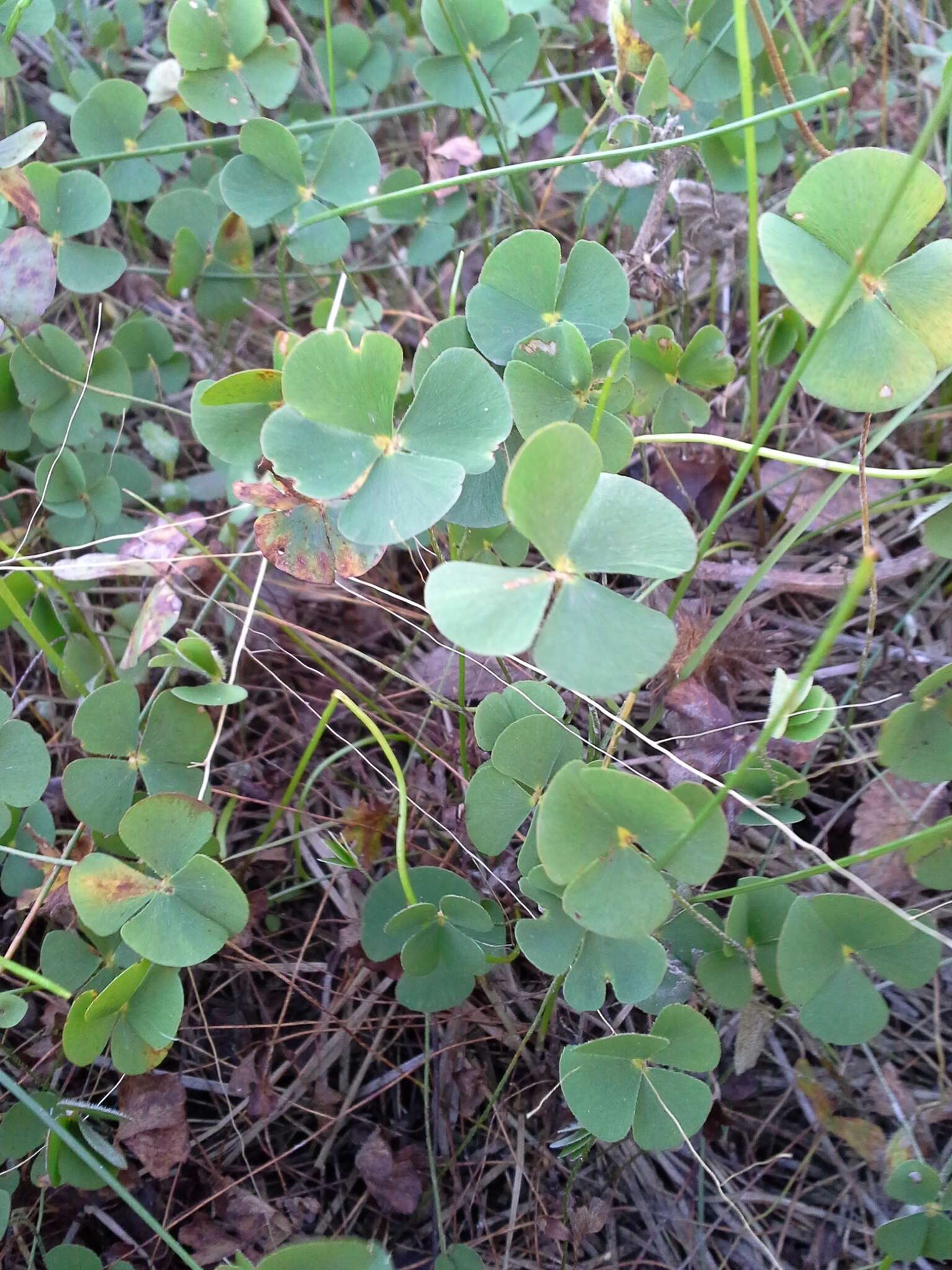 Image of hairy waterclover