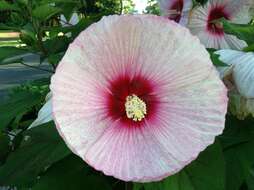 Image of crimsoneyed rosemallow