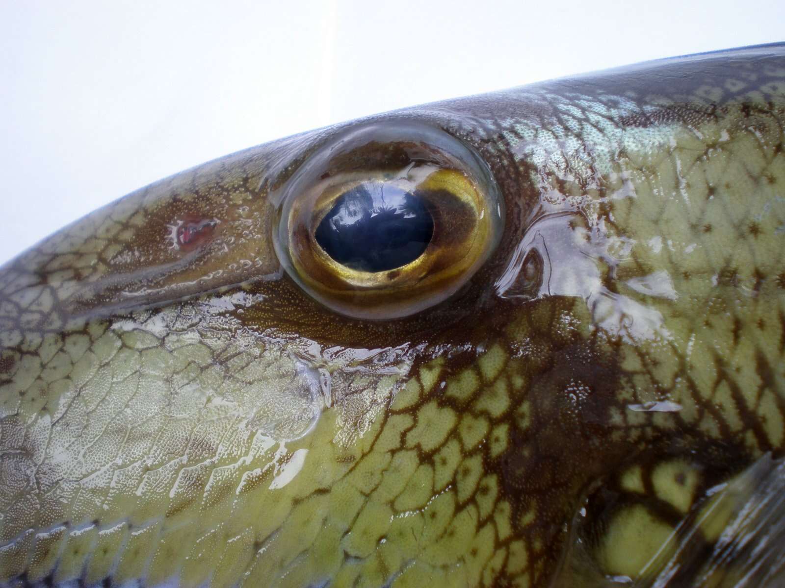 Image of Hairfin triggerfish