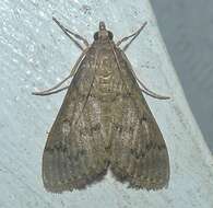 Image of Grass webworm