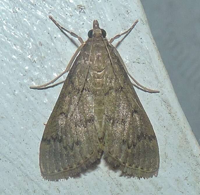 Image of Grass webworm