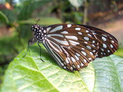 Image of Tirumala septentrionis