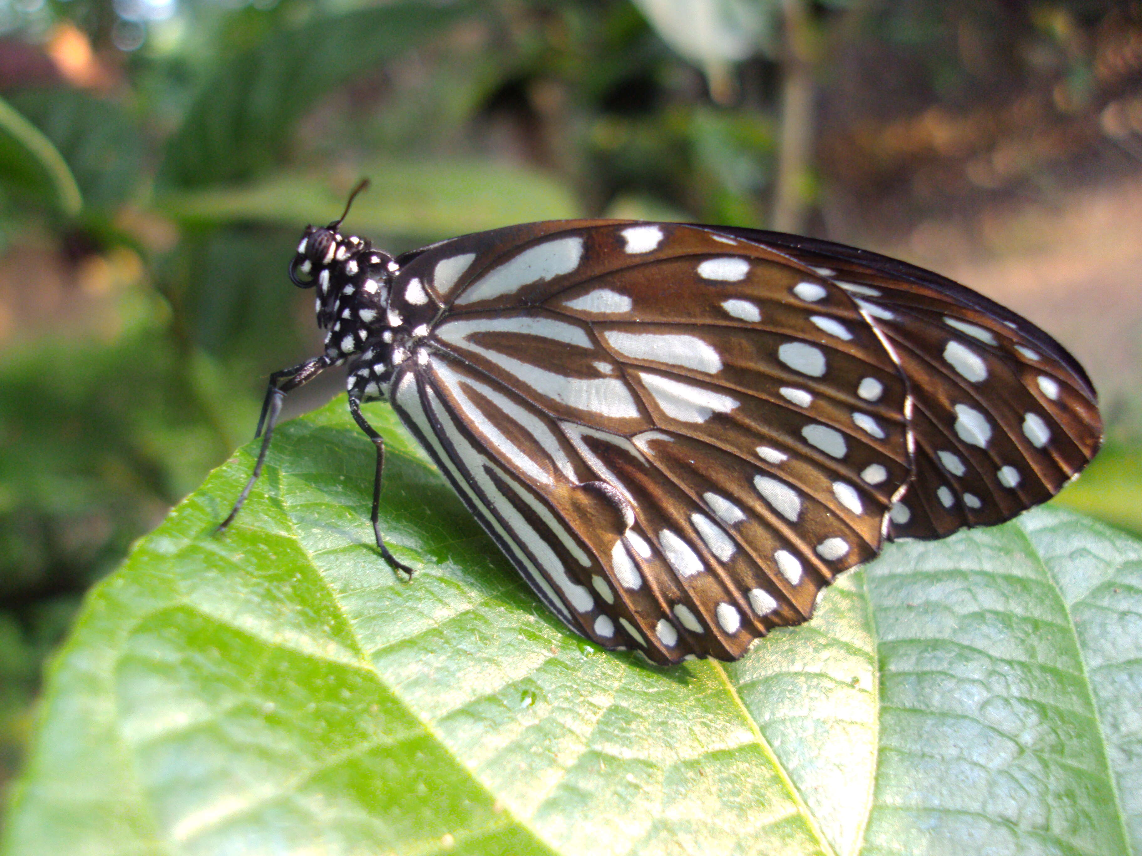 Image of Tirumala septentrionis