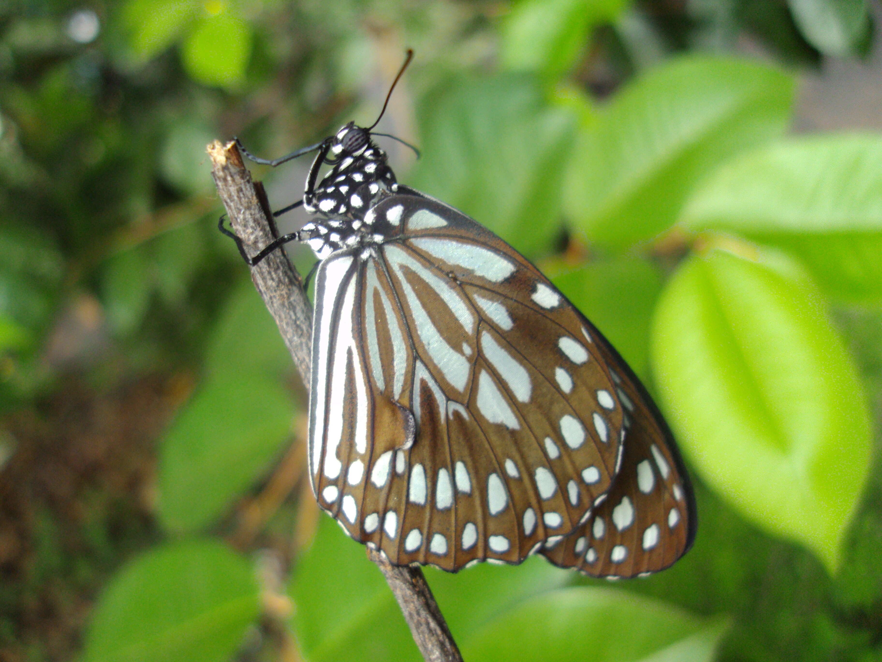 Image of Tirumala septentrionis