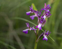 Anacamptis morio subsp. caucasica (K. Koch) H. Kretzschmar, Eccarius & H. Dietr. resmi