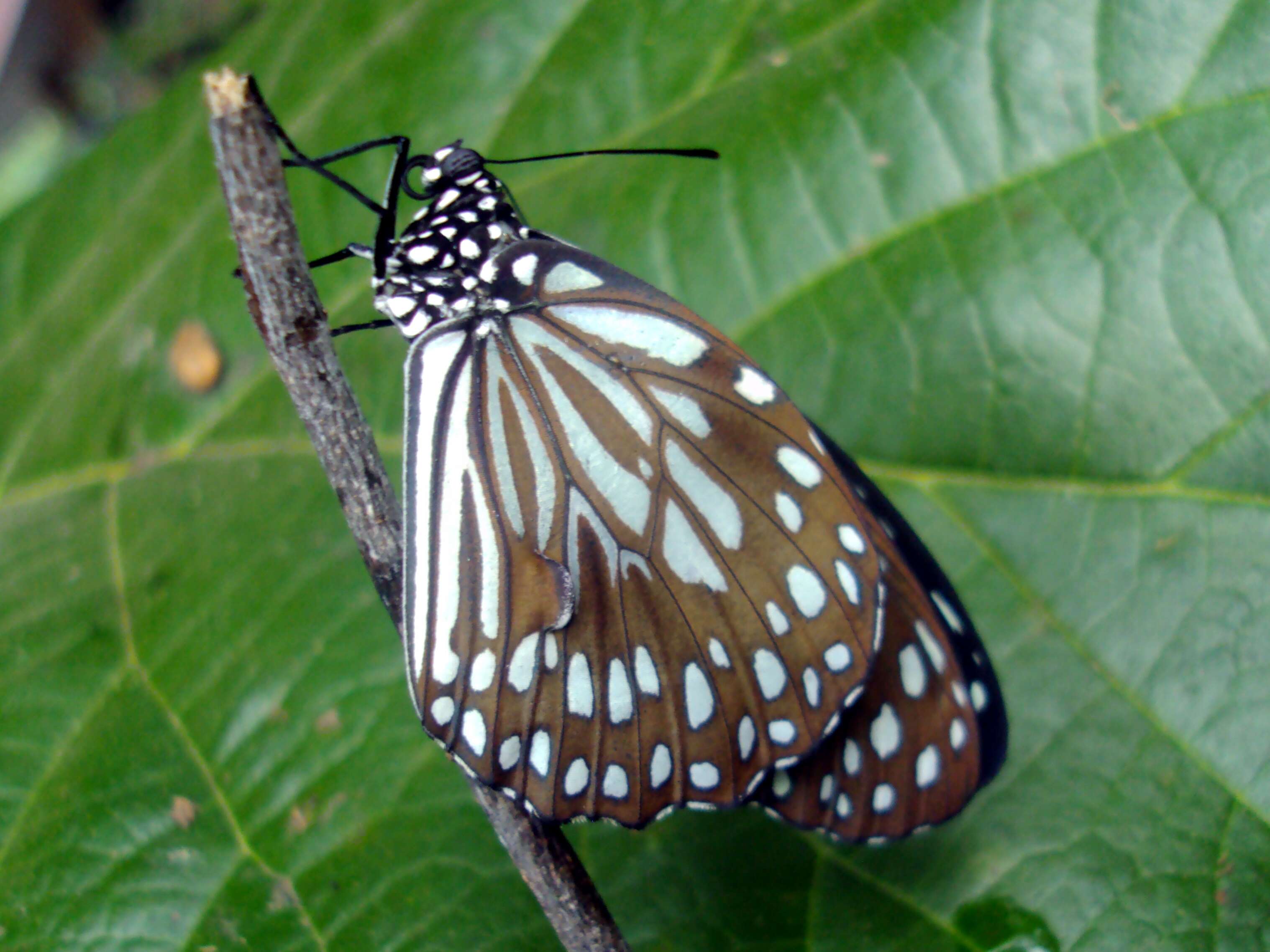 Image of Tirumala septentrionis