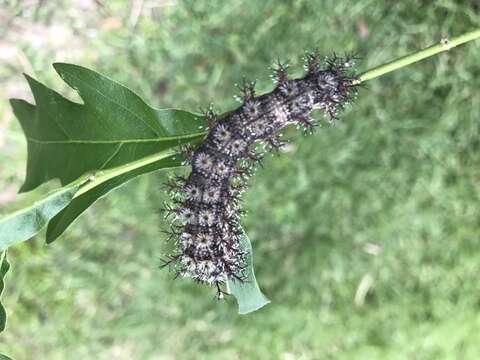 Image of Buck Moth