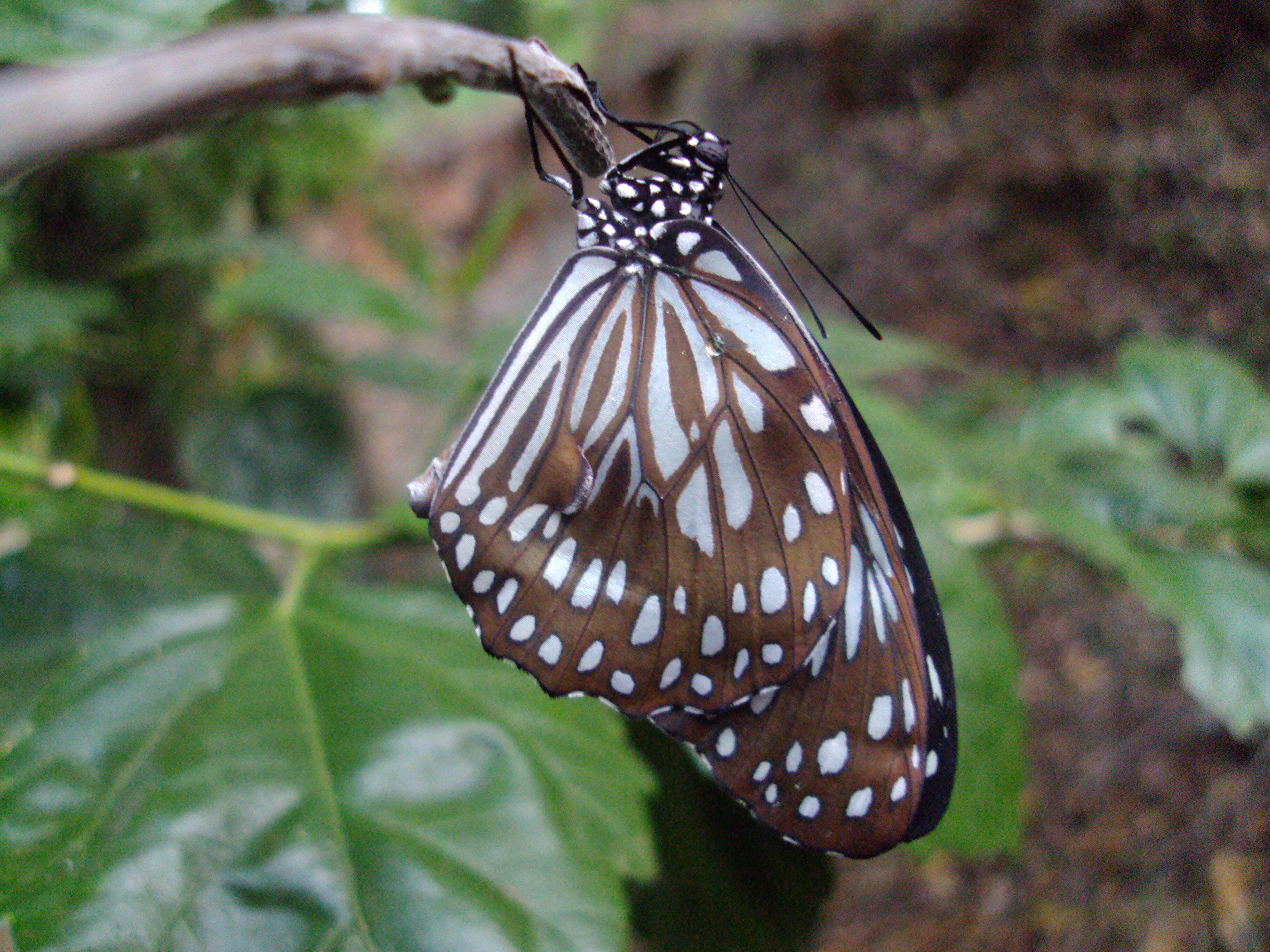 Image of Tirumala septentrionis