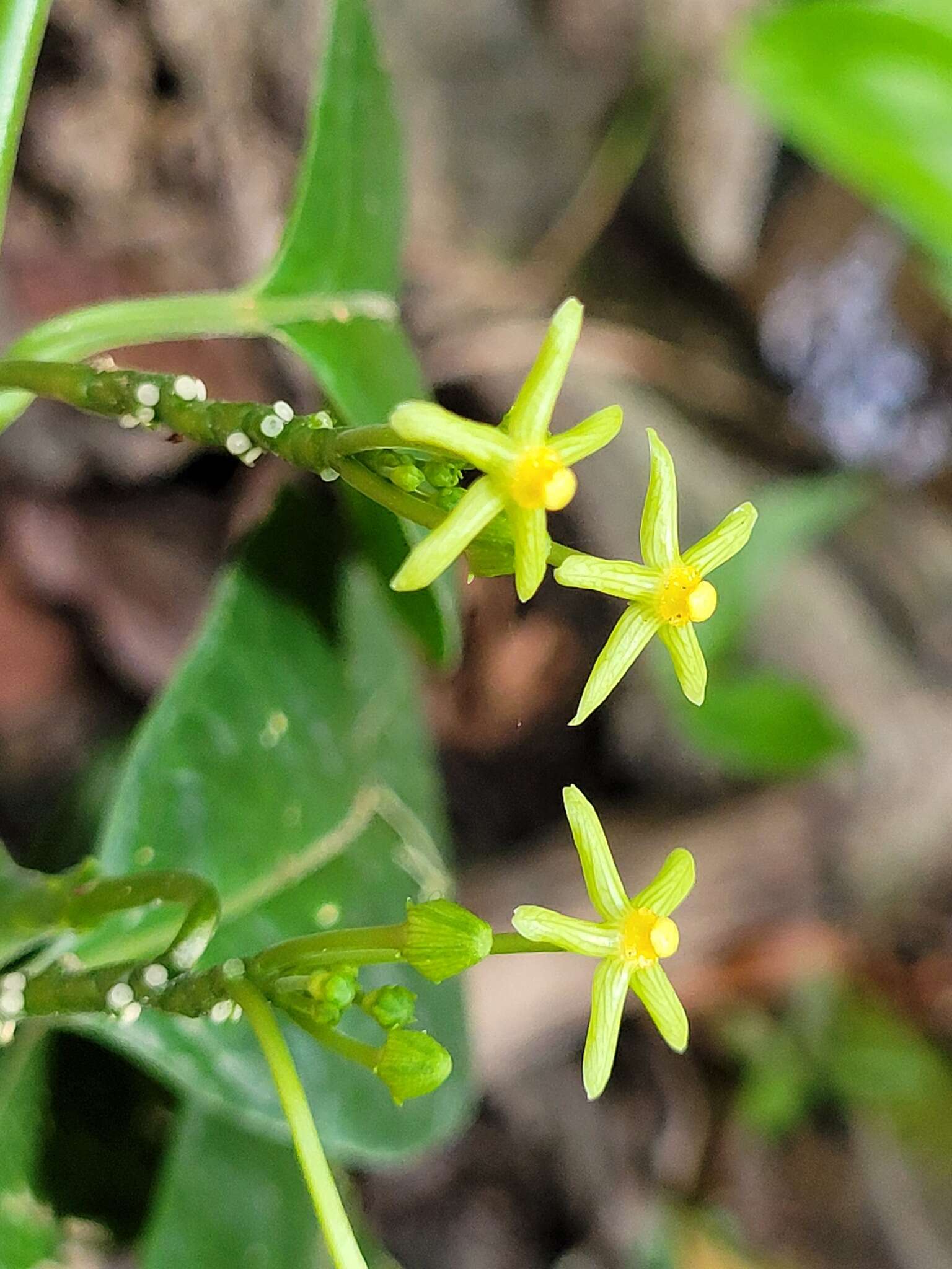 Image of Matelea graciliflora Krings & Morillo