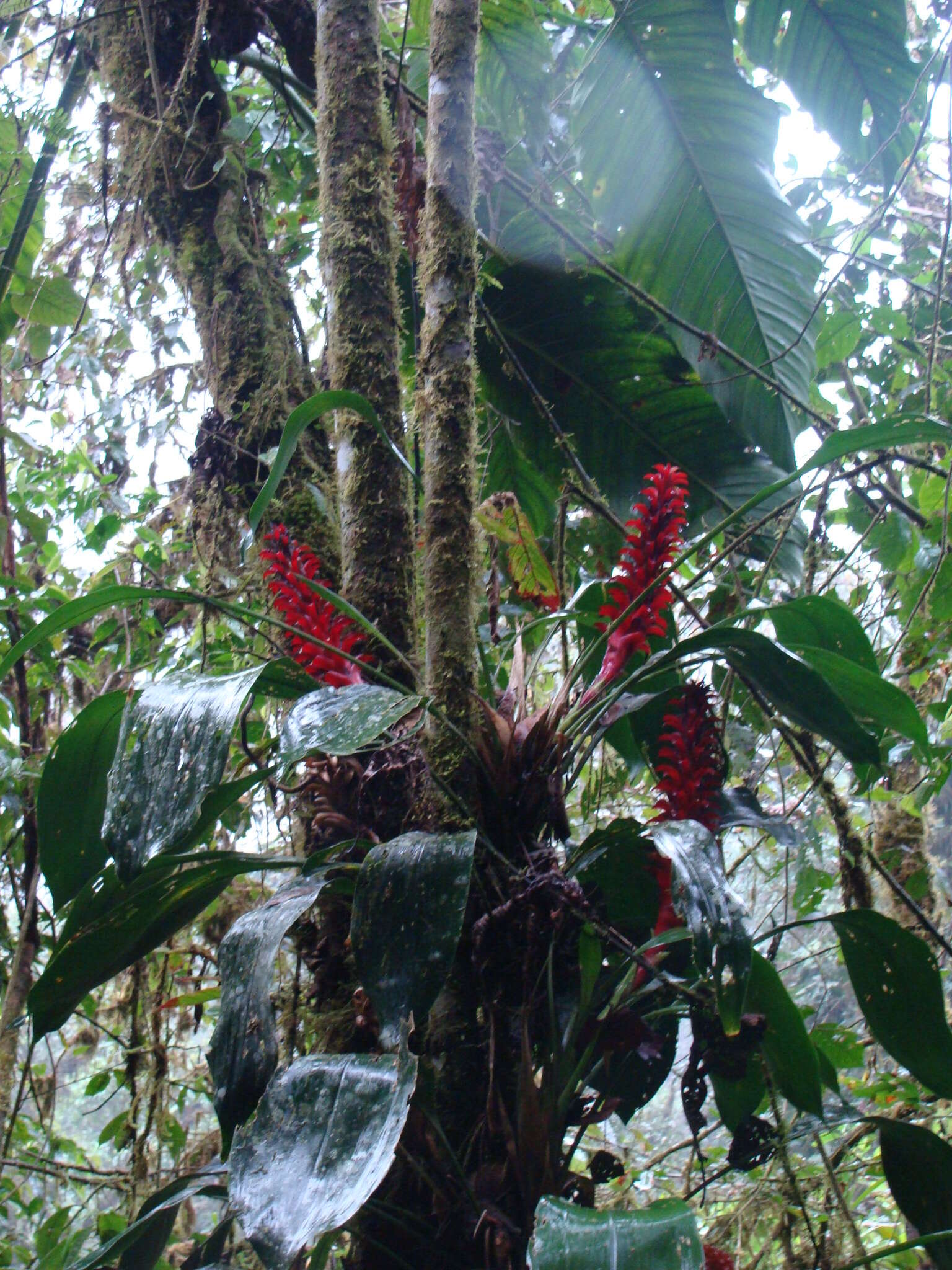 Image of Pitcairnia nigra (Carrière) André