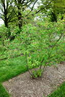 Image de Amelanchier sanguinea (Pursh) DC.