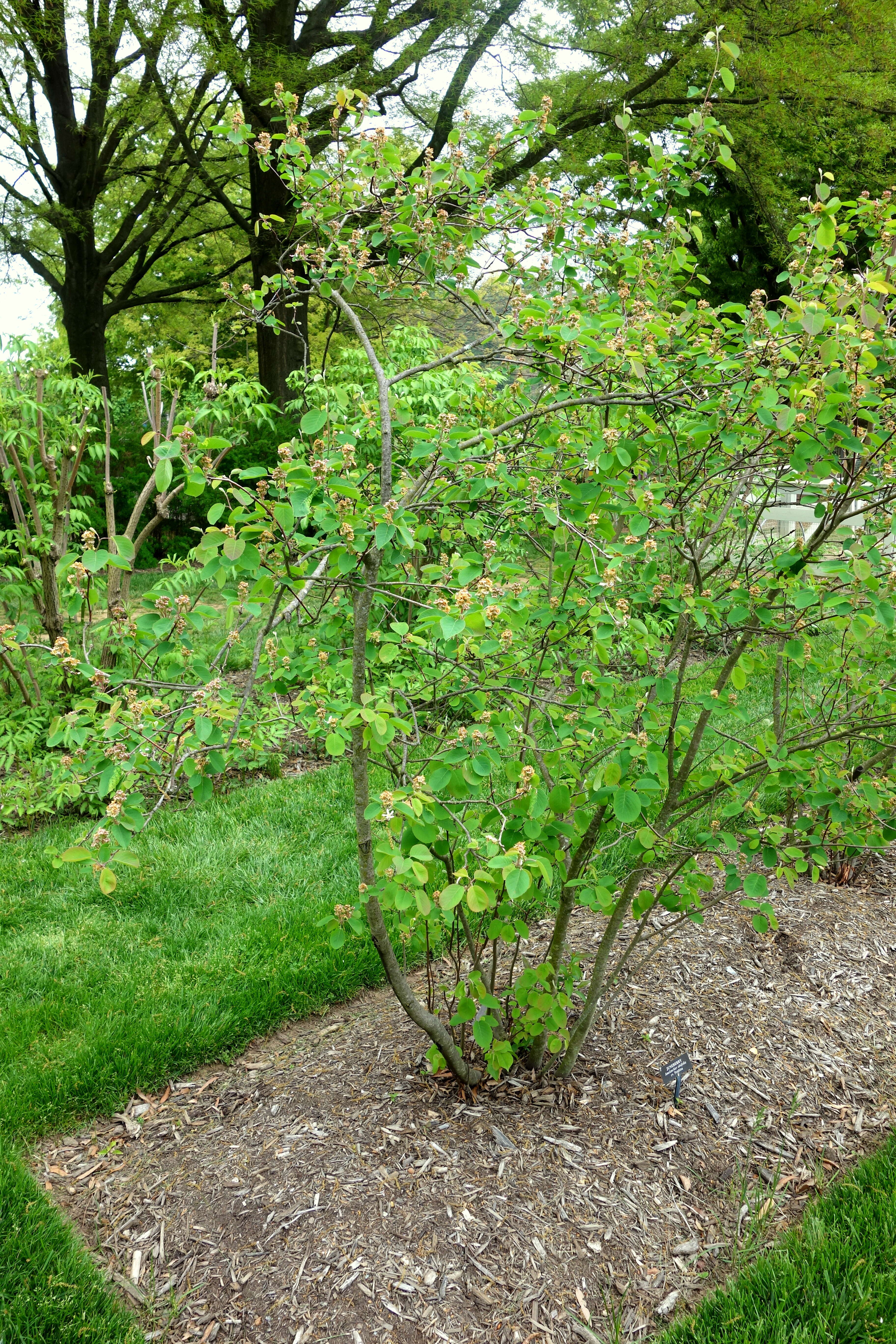 Image de Amelanchier sanguinea (Pursh) DC.