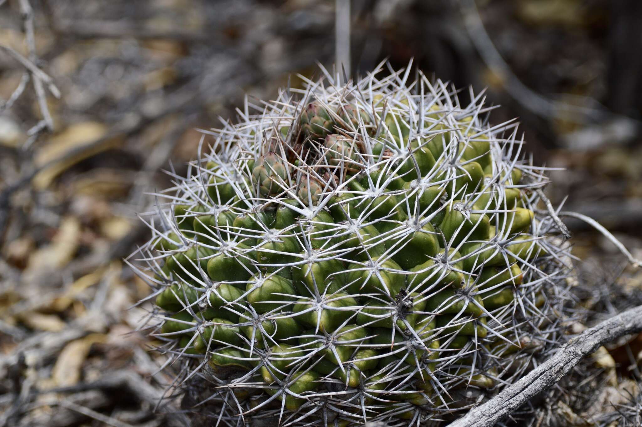 Image of Gymnocalycium mostii (Gürke) Britton & Rose