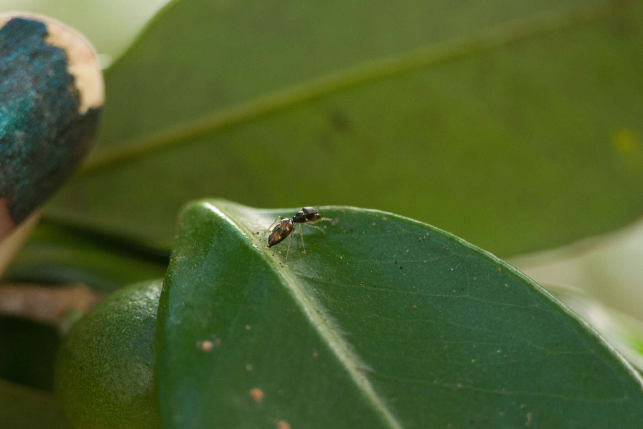 Image of Jumping spider