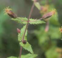 Image of Brickellia subuligera (Schau.) B. L. Turner