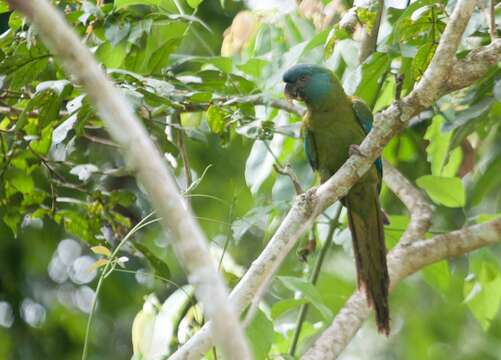 Image of Blue-headed Macaw