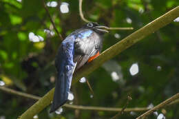 Image of Baird's Trogon