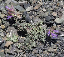 Image of Snow Mountain beardtongue