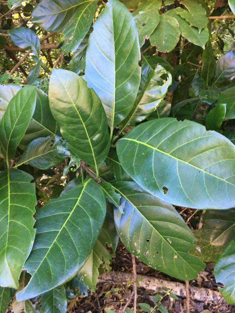 Image of Atractocarpus fitzalanii subsp. fitzalanii